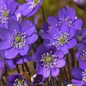 Meet your Posher, Darcy